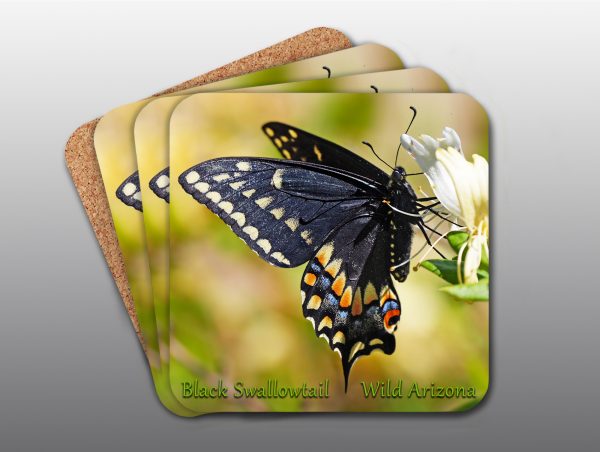 Black Swallowtail Butterfly - Moment of Perception Photography