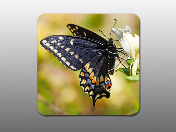 Black Swallowtail Butterfly - Moment of Perception Photography