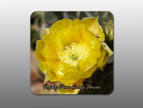 Prickly Pear Cactus Flower - Moment of Perception Photography