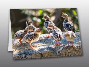 Quail Chicks - Moment of Perception Photography