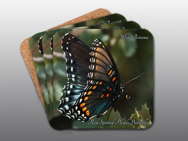 Red Spotted Purple Butterfly - Moment of Perception Photography