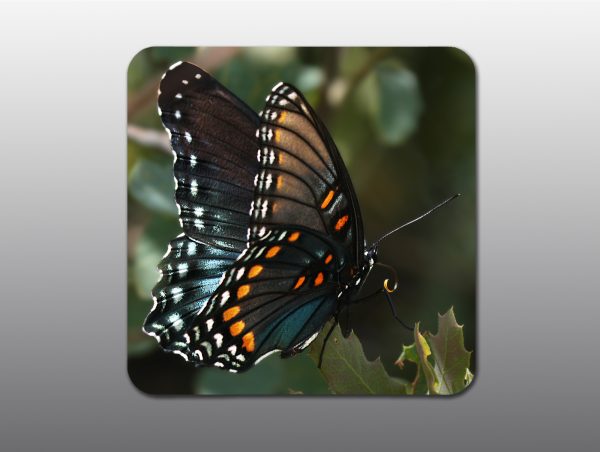 Red Spotted Purple Butterfly - Moment of Perception Photography