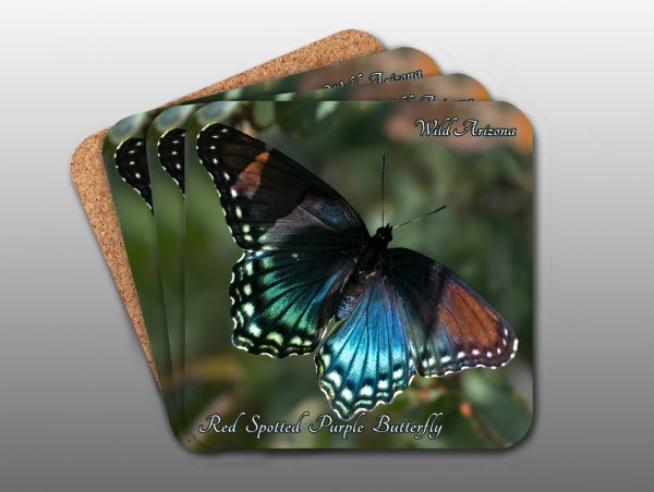 Red Spotted Purple Butterfly - Moment of Perception Photography
