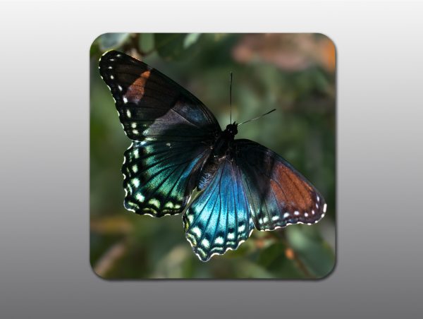 Red Spotted Purple Butterfly - Moment of Perception Photography
