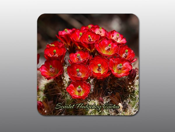 Scarlet Hedgehog Cactus Flower - Moment of Perception Photography
