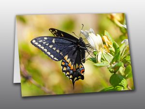 Swallowtail Butterfly - Moment of Perception Photography