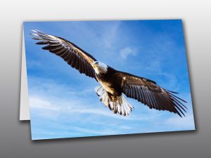 Bald Eagle in Flight - Moment of Perception Photography