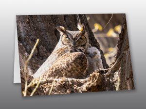 Great Horned Owls - Moment of Perception Photography