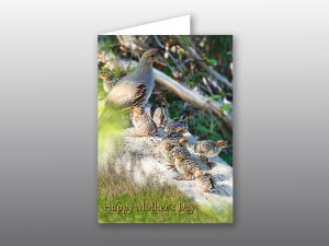 Gambels quail - Moment of Perception Photography