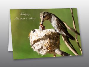 Annas Hummingbird - Moment of Perception Photography