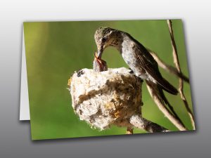 Annas Hummingbird - Moment of Perception Photography