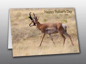 Male Pronghorn - Moment of Perception Photography