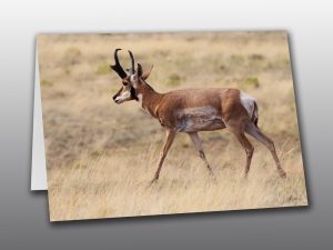 Male Pronghorn - Moment of Perception Photography