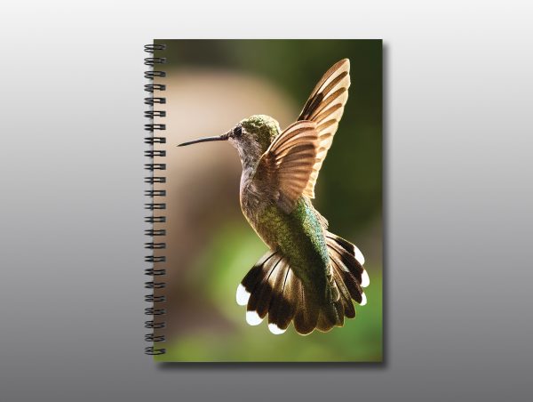 Rufous Hummingbird - Moment of Perception Photography