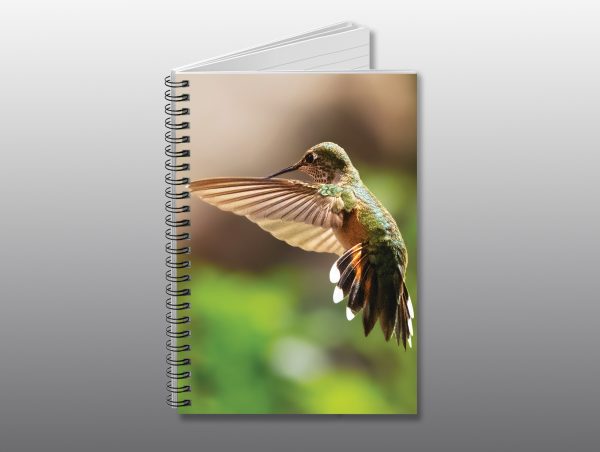 Rufous Hummingbird - Moment of Perception Photography