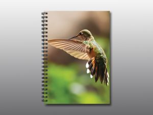 Rufous Hummingbird - Moment of Perception Photography