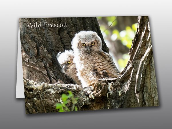 great horned owl chicks - Moment of Perception Photography