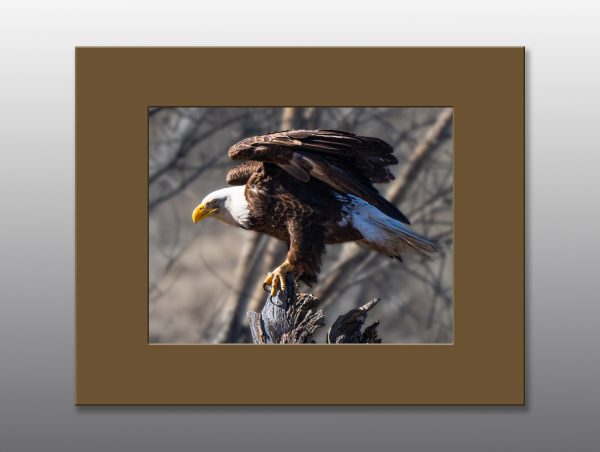 Bald Eagle - Moment of Perception Photography