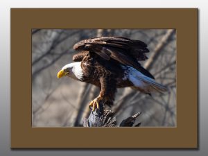 Bald Eagle - Moment of Perception Photography