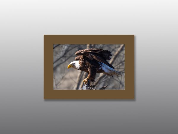 Bald Eagle - Moment of Perception Photography