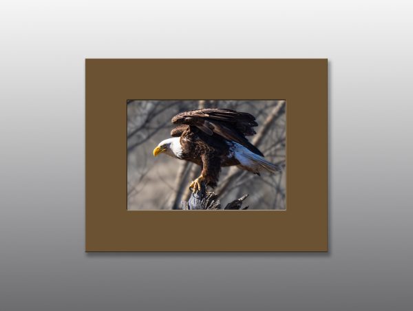 Bald Eagle - Moment of Perception Photography