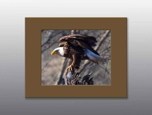 Bald Eagle - Moment of Perception Photography