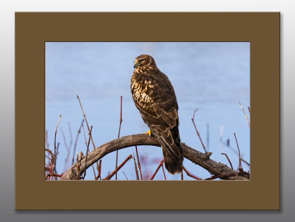 Harrier Hawk - Moment of Perception Photography