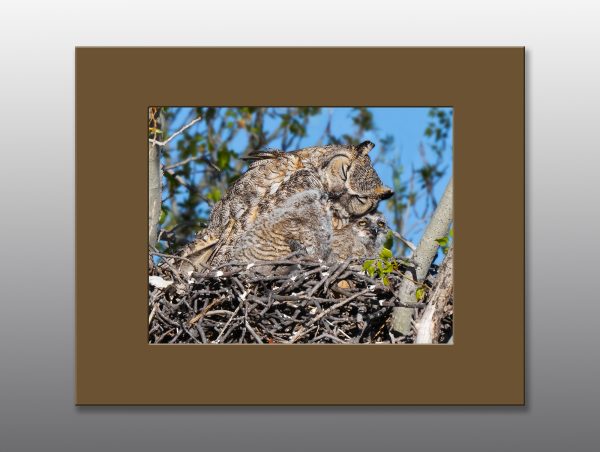 Great Horned Owl Family - Moment of Perception Photography