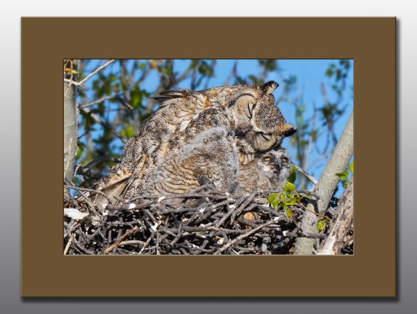 Great Horned Owl Family - Moment of Perception Photography