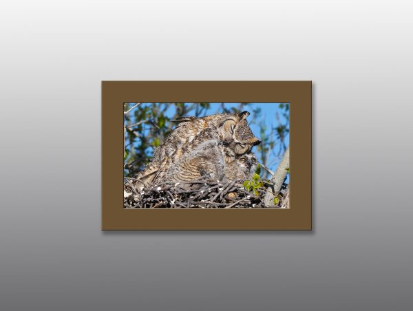 Great Horned Owl Family - Moment of Perception Photography