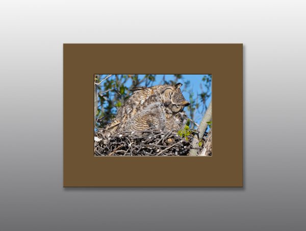 Great Horned Owl Family - Moment of Perception Photography