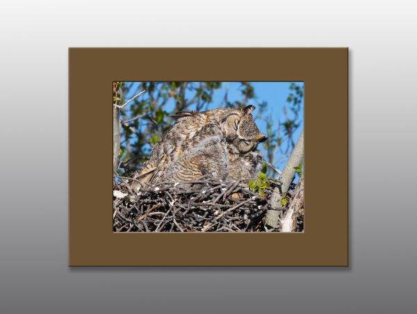 Great Horned Owl Family - Moment of Perception Photography