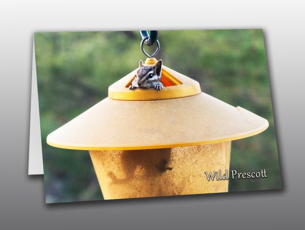 Cliff Chipmunk Greeting Card - Moment of Perception Photography