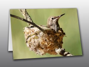 Hummingbird Chick - Moment of Perception Photography