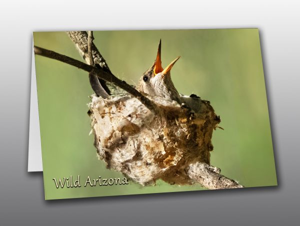 Hummingbird Chick - Moment of Perception Photography