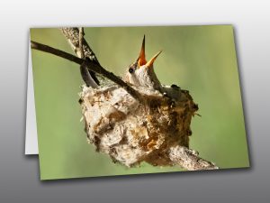 Hummingbird Chick - Moment of Perception Photography