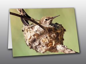 Hummingbird Chick - Moment of Perception Photography