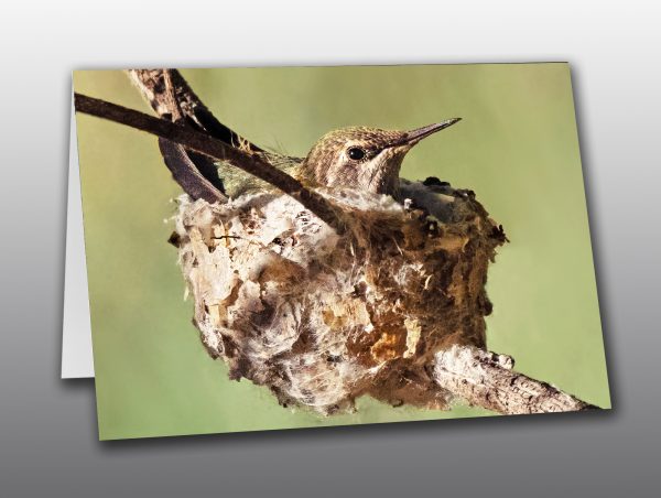 Hummingbird Chick - Moment of Perception Photography