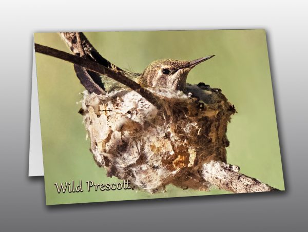 Hummingbird Chick - Moment of Perception Photography