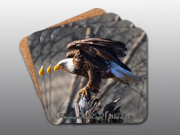 American Bald Eagle - Moment of Perception Photography