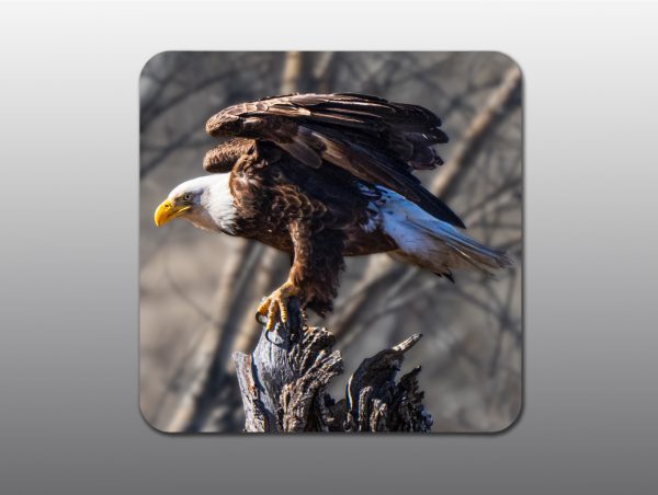 American Bald Eagle - Moment of Perception Photography