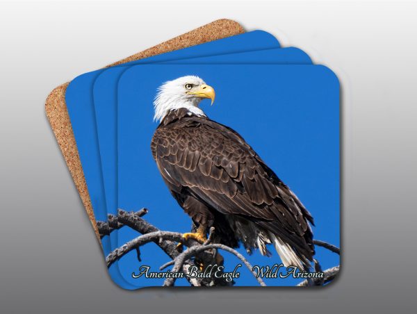 American Bald Eagle - Moment of Perception Photography