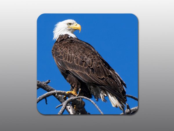 American Bald Eagle - Moment of Perception Photography