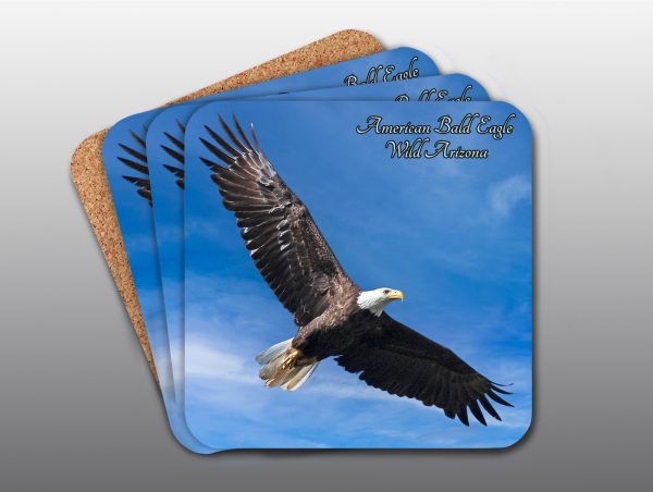 American Bald Eagle - Moment of Perception Photography