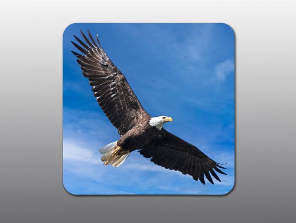 American Bald Eagle - Moment of Perception Photography