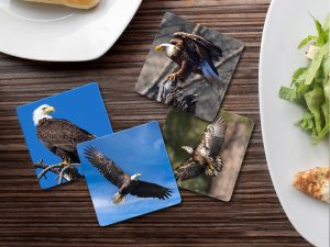 American Bald Eagle - Moment of Perception Photography
