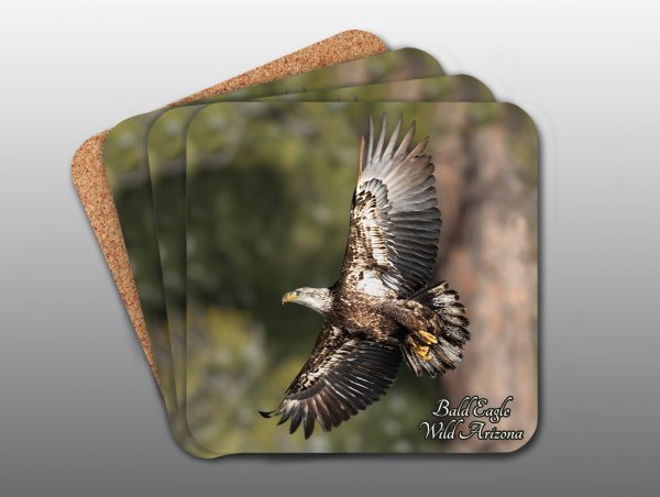 Juvenile American Bald Eagle - Moment of Perception Photography