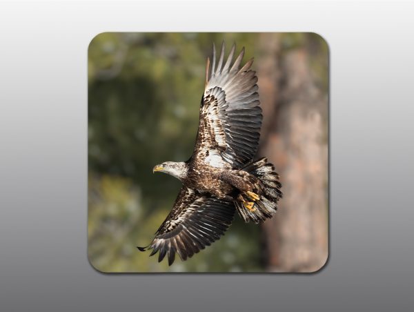 Juvenile American Bald Eagle - Moment of Perception Photography