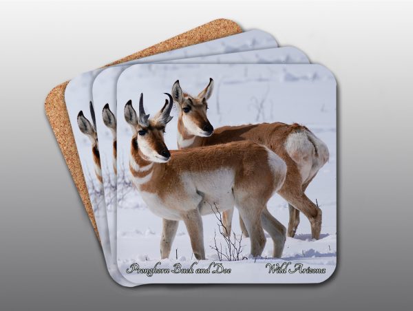 Pronghorn Couple - Moment of Perception Photography