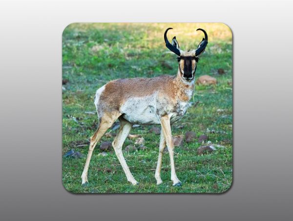 Pronghorn Buck - Moment of Perception Photography